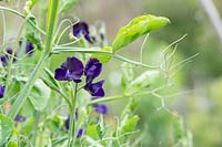 Lathyrus odoratus 'Flagship' -  Sweet pea - flowers - June