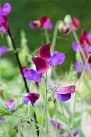 Lathyrus odoratus - Sweet pea 'Matucana' flowers - June