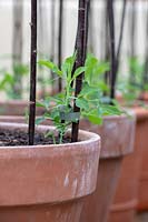Lathyrus odoratus 'Matucana'- Sweet pea seedlings - April