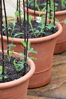 Lathyrus odoratus 'Matucana' seedlings  - April