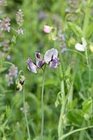 Lathyrus odoratus 'Nimbus' - Sweet pea flowers - June