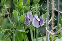 Lathyrus odoratus 'Nimbus' - Sweet pea flowers - June