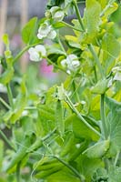 Pisum sativum - Developing Pea 'Bingo' pods and flowers