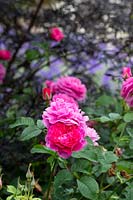 Rosa England's Rose 'Ausrace' - English Shrub Rose 