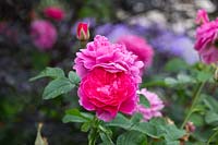 Rosa 'Ausrace' - English Shrub Rose