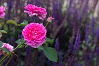 Rosa 'Ausrace' - English Shrub Rose