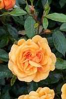 Rosa Golden Beauty 'Korberbeni' - Rose 