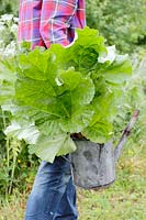 Gardener carrying metal watering can filled with freshly harvested Rheum rhabarbarum - Rhubarb.