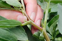 Vicia faba 'Bunyards Exhibition'. Pinching out broad bean growing tips to help prevent damage by blackfly infestation