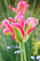 Tulipa 'Florosa' â€“ Viridiflora group tulip 