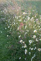 Wildflowers Leucanthemum vulgare - ox-eye daisy and grasses by mown path 