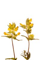 Rhinanthus minor - Yellow rattle or cockscomb