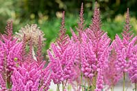 Astilbe chinensis 'Vision in Pink' - Chinese astilbe 'Vision in Pink'