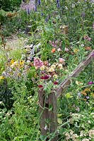 Overgrown flower border and wooden fence in the BBC Springwatch garden at RHS Hampton Court Flower Show 2019 - Designed by Jo Thompson in consultation with wildlife gardener Kate Bradbury