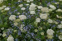 Cenolophium denudatum and Amsonia orientalis - Baltic parsley and Eastern blue star 