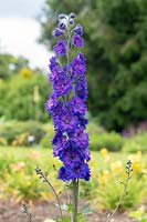 Delphinium 'Pagan Purples' - Hybrid Bee Delphinium