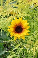 Helianthus 'Sunbelievable Brown Eyed Girl' and Sambucus racemosa 'Welsh Gold' - Sunflower 'Sunbelievable Brown Eyed Girl' and Red Berried Elder foliage