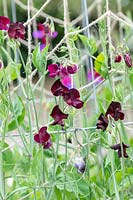 Lathyrus odoratus - Sweet pea 'Beaujolais' flowers - June