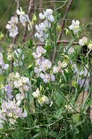 Lathyrus odoratus 'High Scent'  - Sweet pea 'Kings high scent' flowers - June