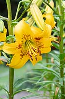 Lilium 'Yellow bruse'- Asiatic Lily 'Yellow bruse'