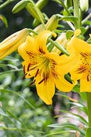 Lilium 'Yellow Bruse' - Asiatic Lily 'Yellow Bruse' 