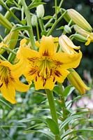 Lilium 'Yellow bruse' - Asiatic Lily 'Yellow Bruse' 