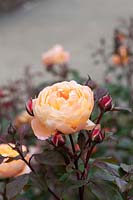 Rosa 'Lady Emma Hamilton' 'Ausbrother' - English shrub rose 