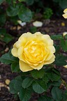 Rosa Mountbatten 'Harmantelle' - Floribunda  Rose 