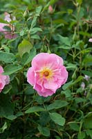Rosa 'The Ladys Blush' - English Shrub Rose