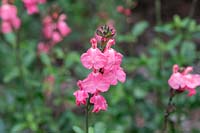 Salvia x jamensis 'Pluenn' - Sage 'Pluenn'