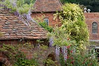 Rosa banksiae 'Lutea' and Wisteria climbing over follies in Stone House Cottage Garden, April