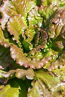 Lactuca sativa 'Relay' - Lettuce