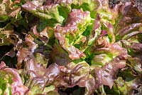 Lactuca sativa 'Edox' - Lettuce