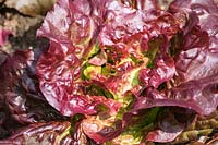 Lactuca sativa 'Amaze' - Lettuce