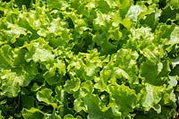 Lactuca sativa 'White Salad Bowl' - Lettuce