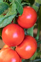 Tomato 'Oh Happy Days' - Blight Resistant Medium Beefsteak Tomato