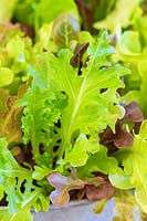 Lettuce Leaf mix growing in a container