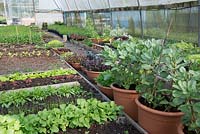Greenhouse interior with vegetables growing in raised beds and pots including Broad bean 'The Sutton' and Baby Leaf Salad lettuce