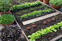 Selection of Lactuca - Lettuce growing in pots and in raised beds in a greenhouse â€‰