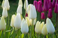 Tulipa 'White Trumphator' and 'Jazz' - Tulip 'White Trumphator' and 'Jazz'