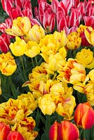 Tulipa 'Monsella' 'Flair' and  Tulipa 'Pinocchio'