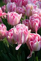 Tulipa 'Foxtrot' - Tulip 'Foxtrot'