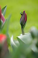 Tulipa 'Life's a carbernet' bud