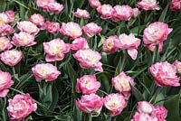 Tulipa 'Pink size'