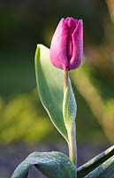 Tulipa 'Purple Prince' - Tulip 'Purple Prince'