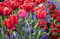 Tulipa 'Red Baby Doll', Tulipa 'Acropolis' and Muscari - Grape hyacinth. 