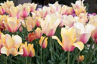Tulipa 'Blushing Lady' - Tulipa 'Blushing Lady'