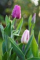 Tulipa 'Flaming Flag' and Tulipa 'Purple Prince'