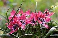 Tulipa hageri 'Little Beauty' - Tulip 'Little Beauty'