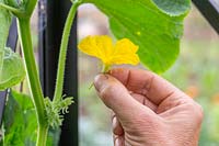 Woman removing non-fruiting male flower from Cucumber plant. 